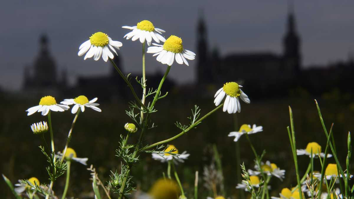 Aplicar manzanilla en los ojos tiene efectos negativos para la salud.