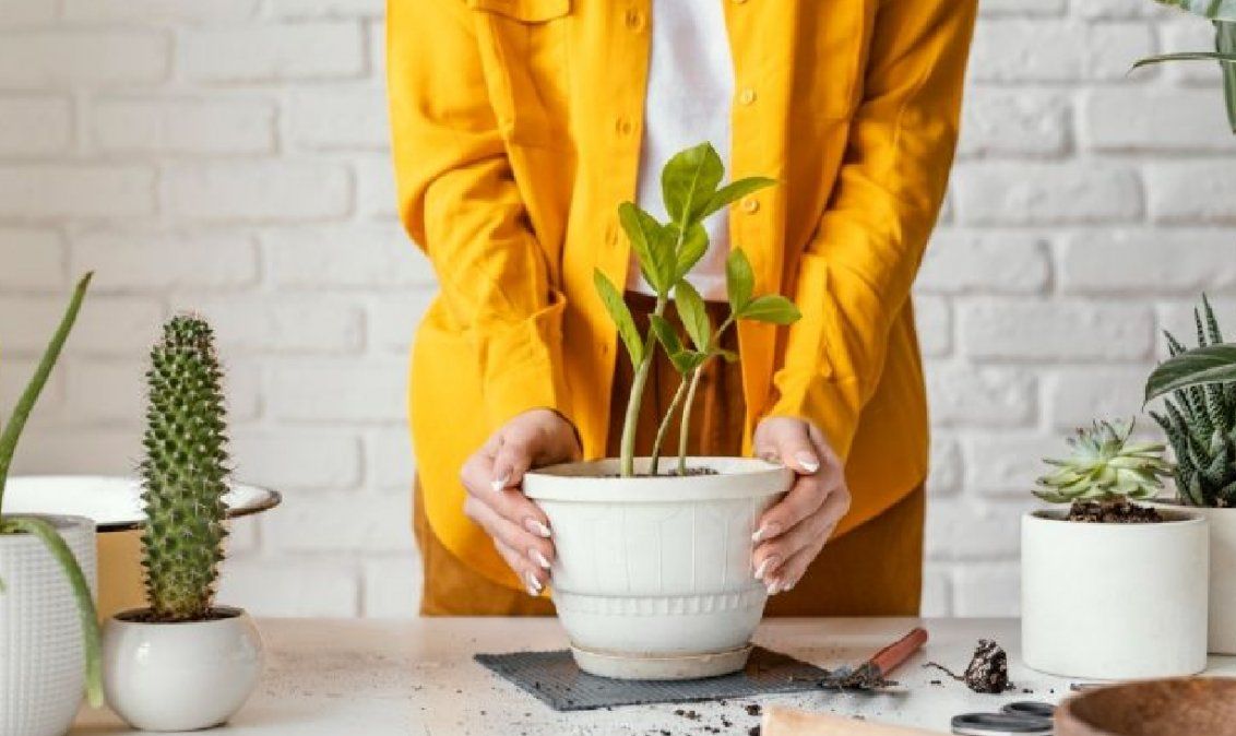 3 trucos para revivir plantas marchitas