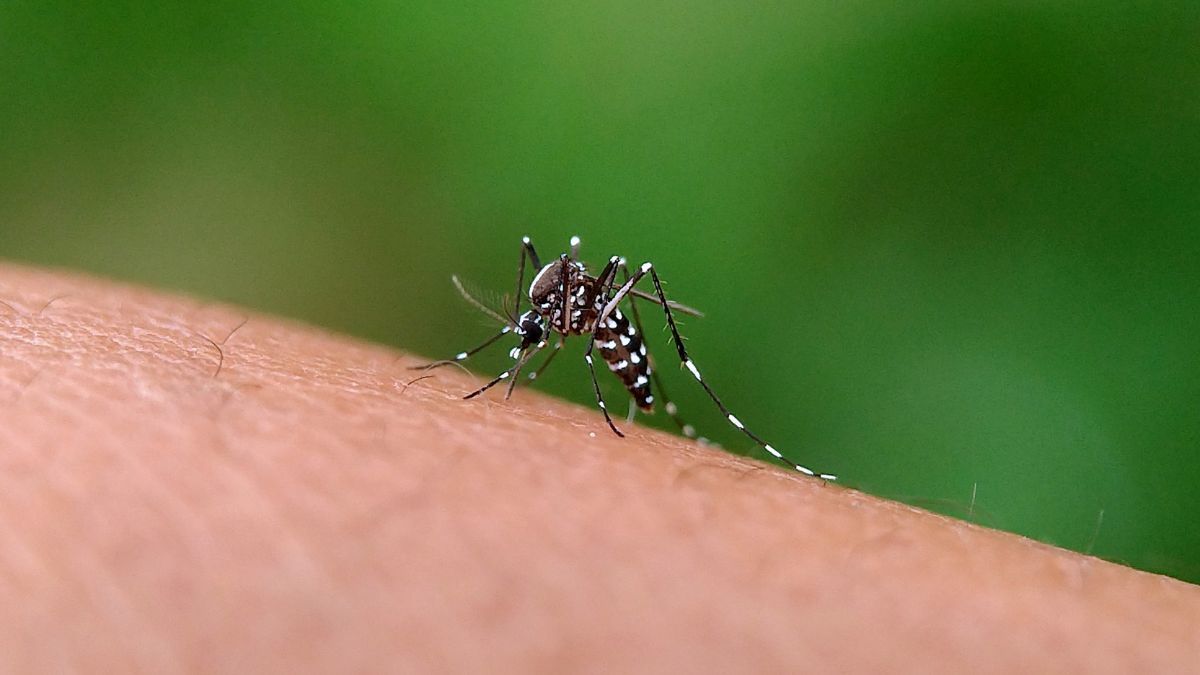 Los mosquitos Aedes aegypti, que trasmiten la enfermedad del dengue, viven adentro y afuera de las casas. Los mosquitos Aedes aegypti, que trasmiten la enfermedad del dengue, viven adentro y afuera de las casas.