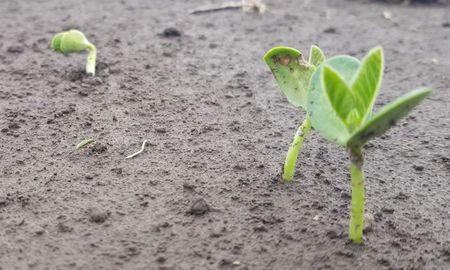 El Gobierno de la provincia de Santa Fe anunció que Rosario será sede de la XII World Soybean Research Conference (WSRC), el encuentro científico y productivo más importante del mundo dedicado a la soja. El Gobierno de la provincia de Santa Fe anunció que Rosario será sede de la XII World Soybean Research Conference (WSRC), el encuentro científico y productivo más importante del mundo dedicado a la soja.