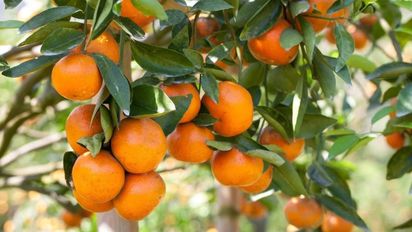 El truco casero para lograr que un árbol de naranjas crezca en menos de 30 días
