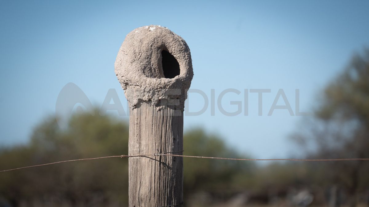 Los nidos de los horneros son una postal frecuente en los potreros de Santa Fe.