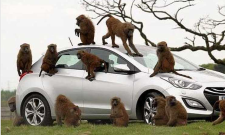 El hecho ocurrió en Londres. Decenas de monos desataron un escándalo en el medio de un safari. El hecho ocurrió en Londres. Decenas de monos desataron un escándalo en el medio de un safari.