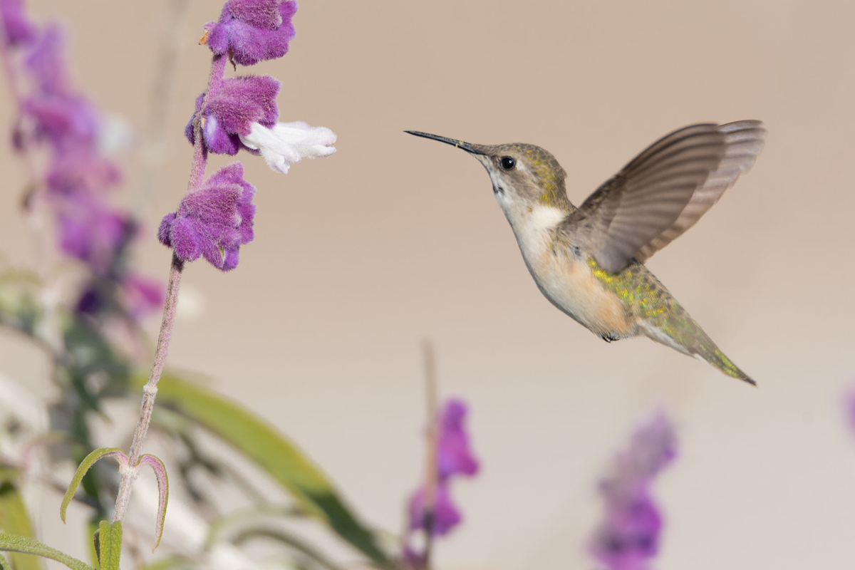 El significado del colibrí en el amor