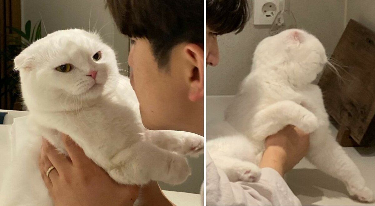 Un gato rechazó los abrazos de su dueño y su reacción se hizo viral