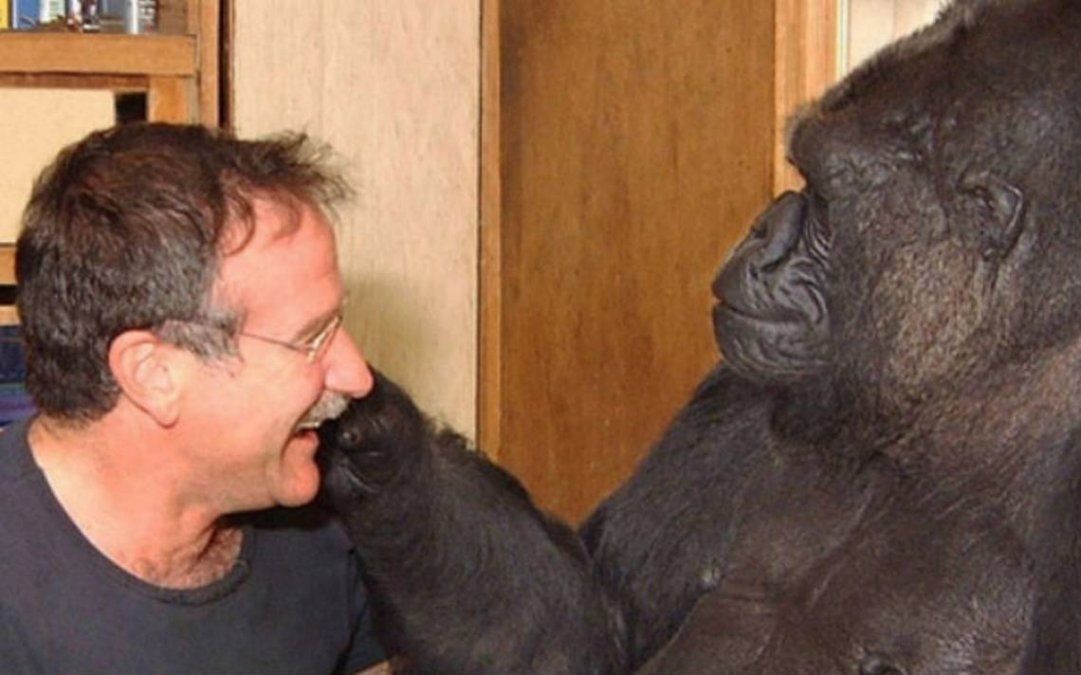 Murió Koko, la gorila amiga de Robin Williams que podía hablar con señas