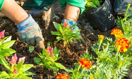 Plantas que tenés que sembrar en otoño para transformar tu jardín y cosechar en invierno. Plantas que tenés que sembrar en otoño para transformar tu jardín y cosechar en invierno.
