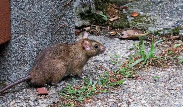 Murió una mujer por hantavirus en La Plata y ya son 14 los fallecidos