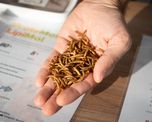 desde rafaela, transforman un gusano en alimento animal premium y biofertilizante desde rafaela, transforman un gusano en alimento animal premium y biofertilizante