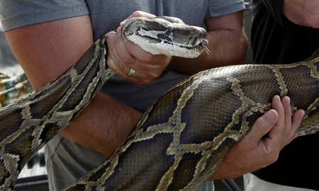 Serpiente pitón Joe Skipper / Reuters Serpiente pitón Joe Skipper / Reuters