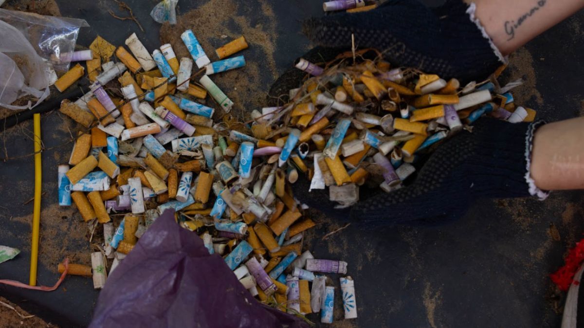 Se recolectaron unas 11 mil colillas de cigarrillo que son extremadamente tóxicas. Se recolectaron unas 11 mil colillas de cigarrillo que son extremadamente tóxicas.