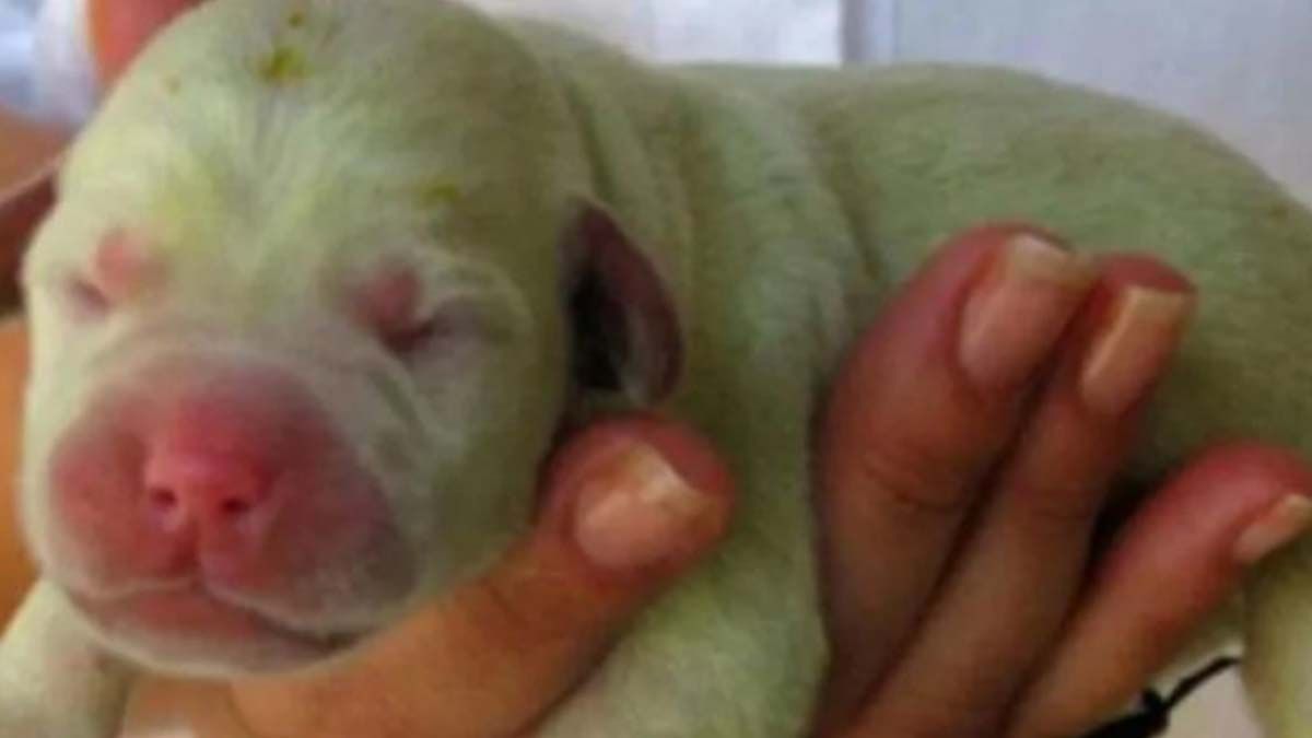 Nació un perro verde y se hizo viral