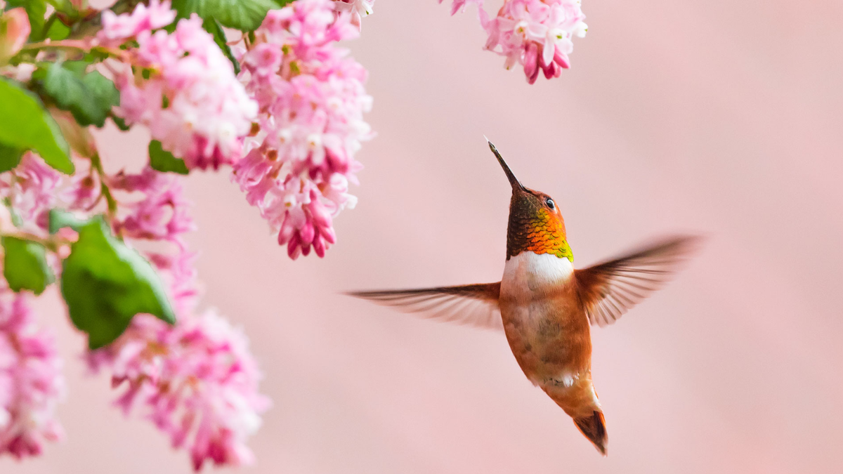 El sorprendente significado de cruzarte con un colibrí en la calle