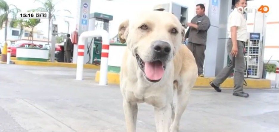 Randy, el perro que impidió un asalto en gasolinera