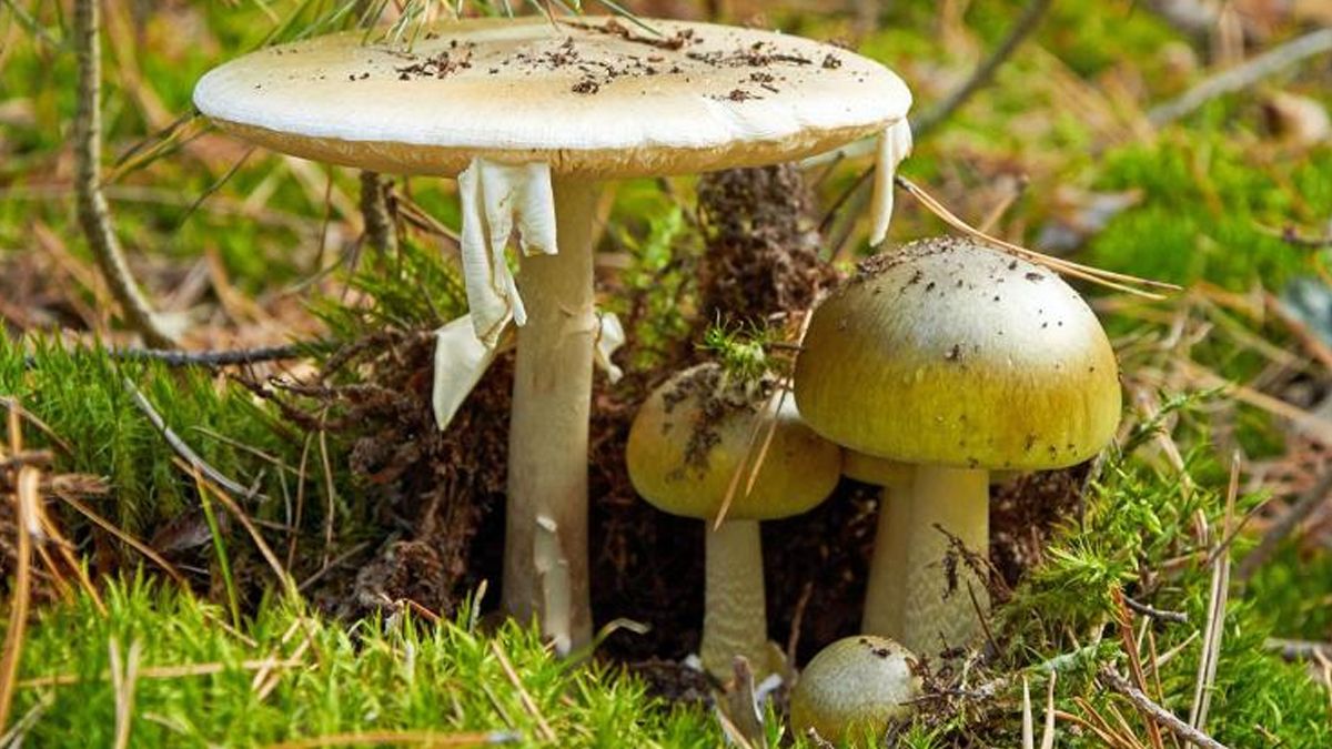 Murió el turista que estaba grave por comer el hongo de la muerte en Calamuchita