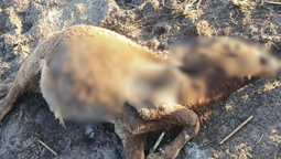 Más de doce animales vacunos aparecieron muertos en extrañas circunstancias en la localidad de Tintina, sin rastros de sangre ni huellas visibles.