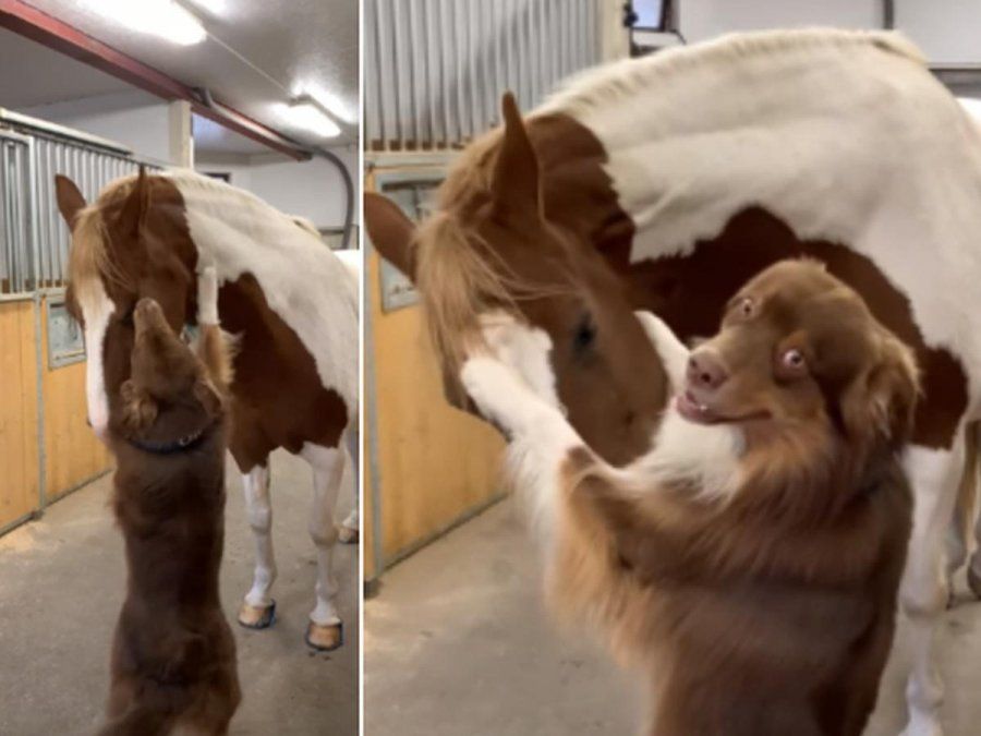 Un perro abraza a un caballo y es furor en las redes.&nbsp;