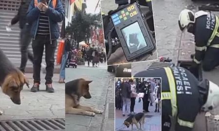 Video: perro callejero observa fijamente una alcantarilla por días y bomberos la destapan sin imaginar lo que hallarían