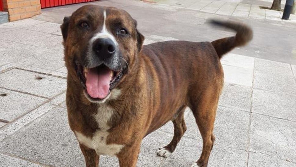 Paseadora asesinó a cuchilladas a un perro en La Paternal