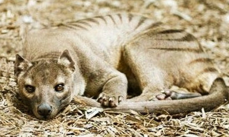 tigre de tasmania: lo creian extinguido, pero dicen haberlo visto en los ultimos dos anos tigre de tasmania: lo creian extinguido, pero dicen haberlo visto en los ultimos dos anos