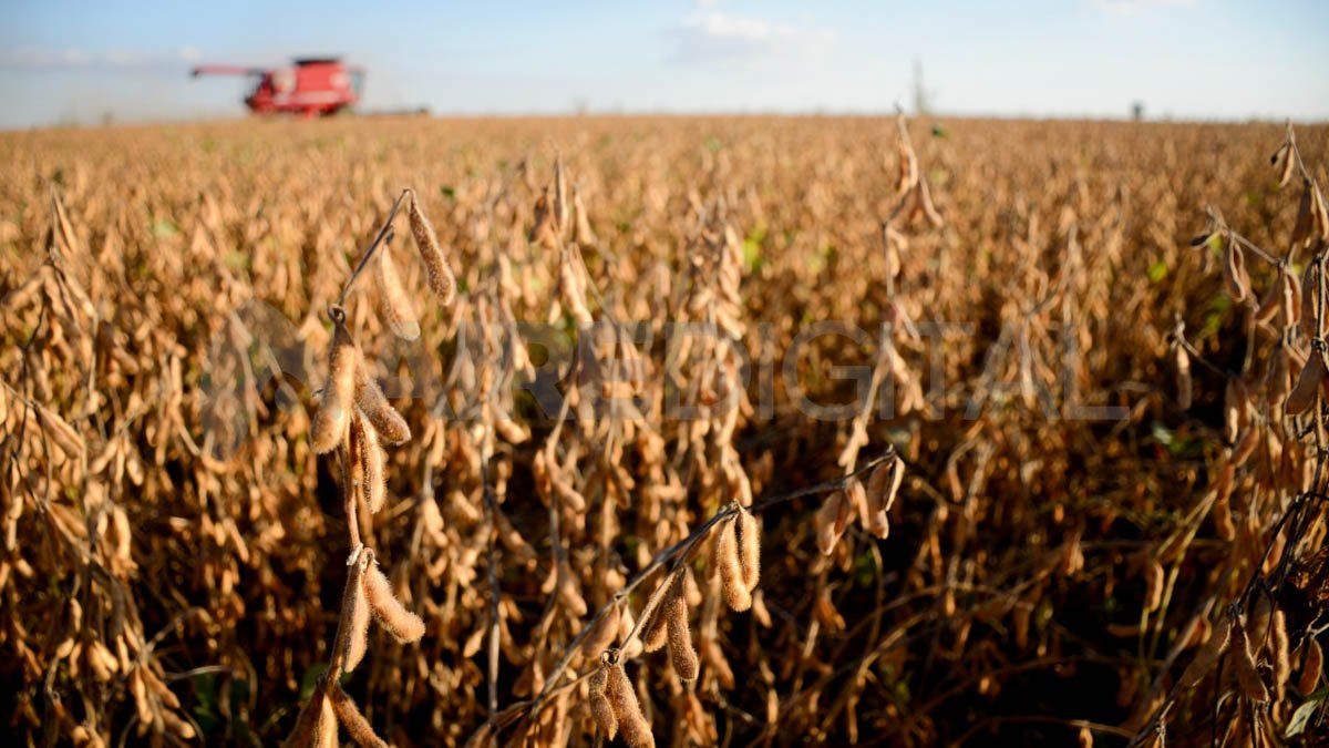 La soja opera en baja este lunes en el Mercado de Chicago.&nbsp;