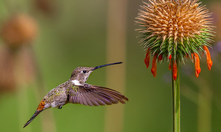 El número ganador de la quiniela para el colibrí El número ganador de la quiniela para el colibrí