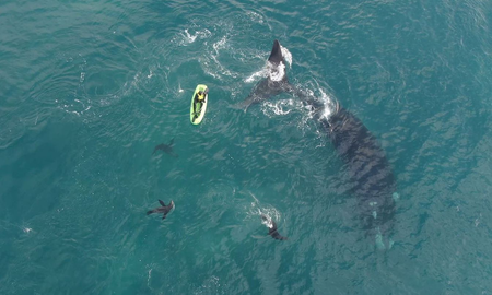 Aparecieron ballenas en la costa de Necochea y dieron un espectáculo Aparecieron ballenas en la costa de Necochea y dieron un espectáculo