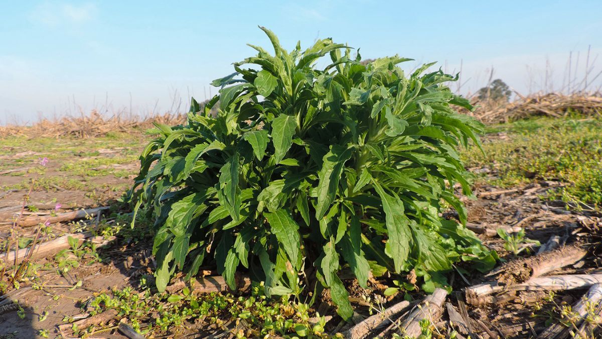 Las malezas que desarrollan resistencia a los agroquímicos estimulan la búsqueda de nuevas soluciones.