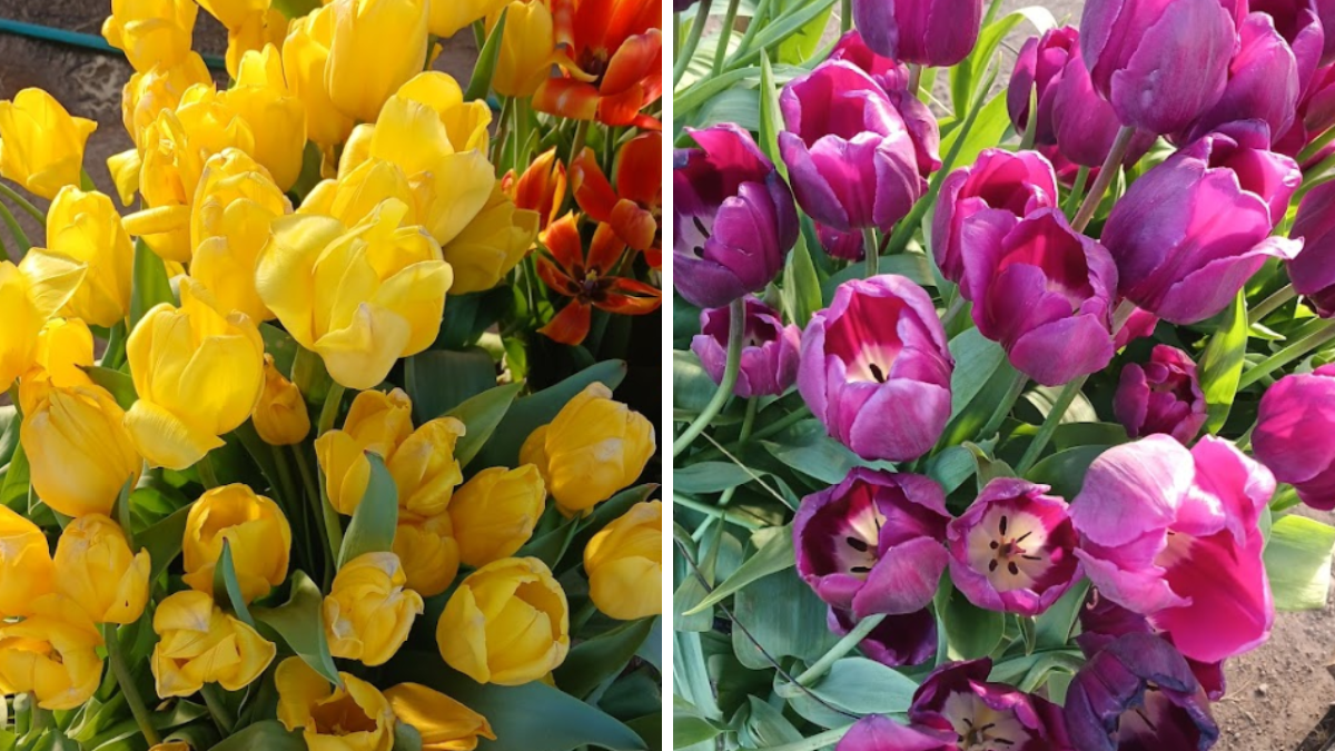 Despeñadero es una hermosa localidad, rodeado de encantadores campos de tulipanes. Despeñadero es una hermosa localidad, rodeado de encantadores campos de tulipanes.