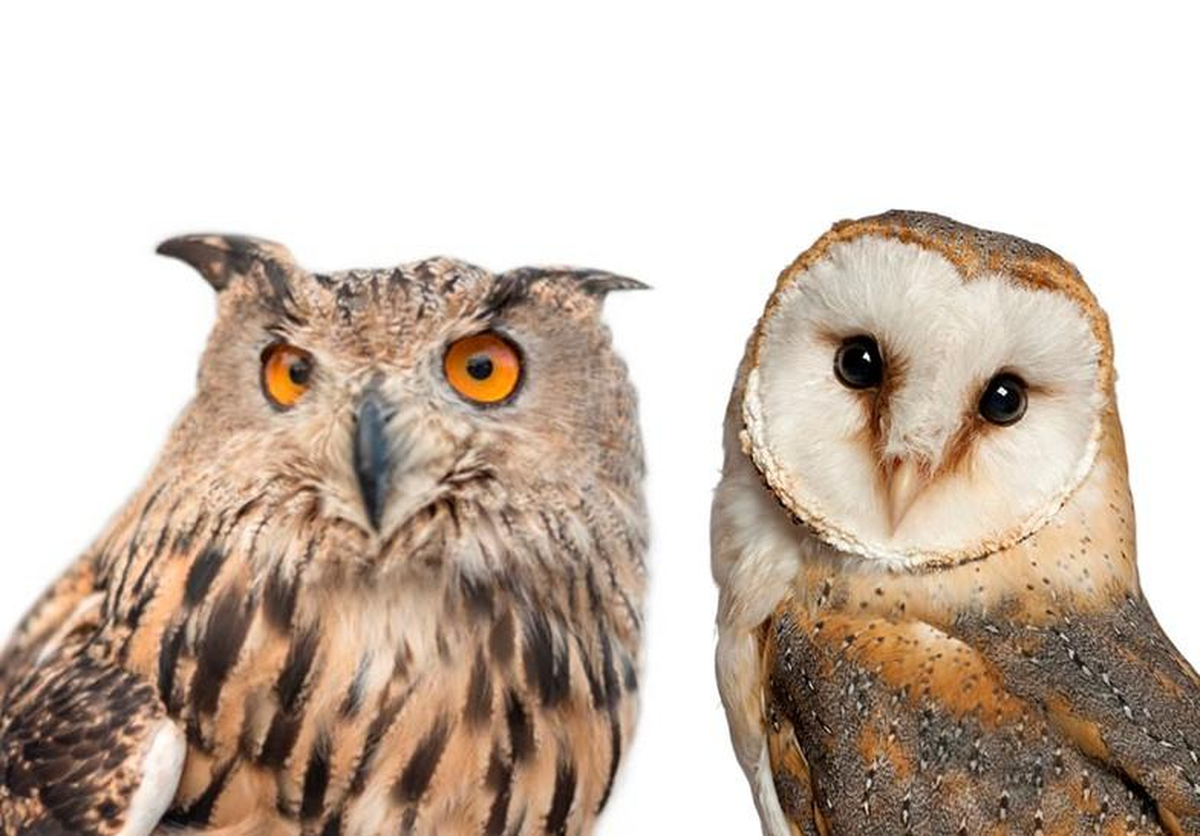 Qué diferencia hay entre un búho y una lechuza