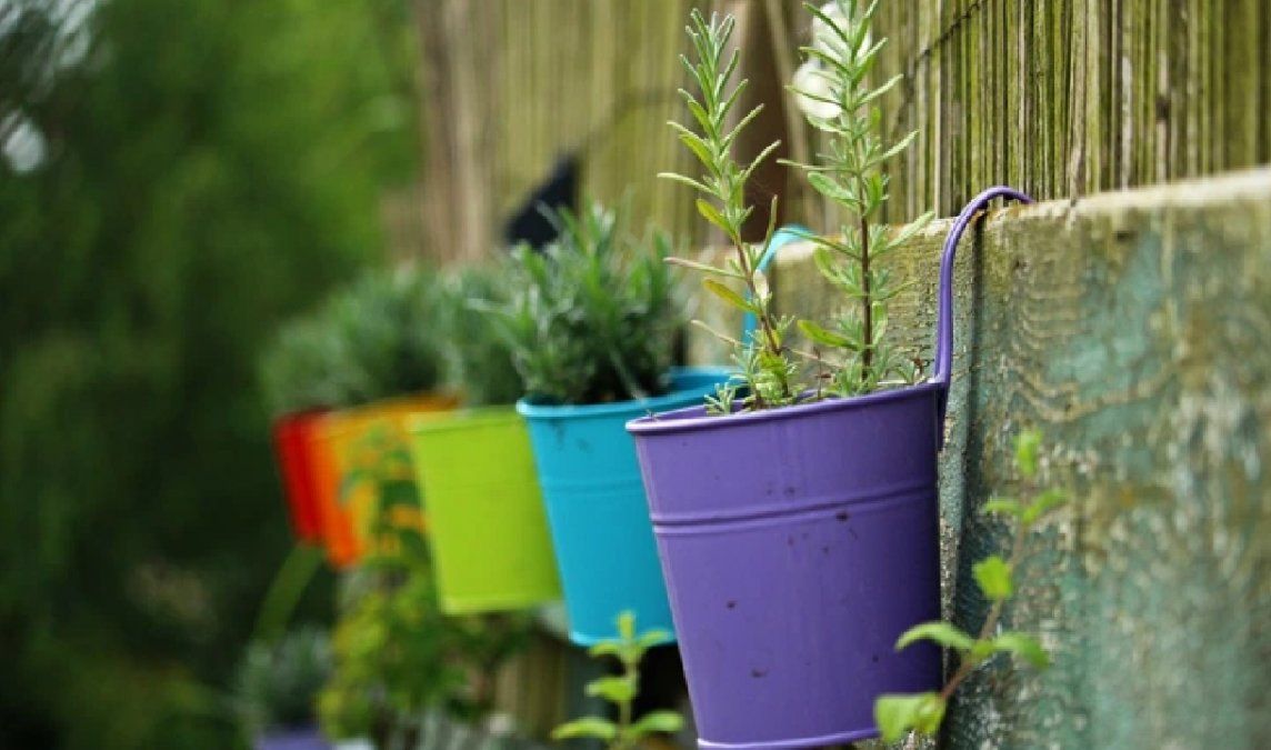 Las plantas medicinales que debe tener en su casa&nbsp;
