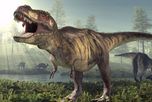 El cráneo del T-rex evolucionó para soportar presiones de mordida superiores a cualquier otro animal terrestre, reemplazando la función de agarre que tenían sus ancestros. El cráneo del T-rex evolucionó para soportar presiones de mordida superiores a cualquier otro animal terrestre, reemplazando la función de agarre que tenían sus ancestros.