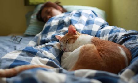 Los 5 comportamientos de los gatos que protegen a sus dueños de las malas energías. Los 5 comportamientos de los gatos que protegen a sus dueños de las malas energías.