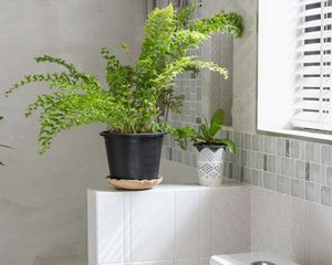 Si tu baño tiene poca luz, esta planta puede crecer sin problemas y decorar el ambiente. Si tu baño tiene poca luz, esta planta puede crecer sin problemas y decorar el ambiente.