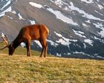 habilitan la caza de ?animales exoticos? en campos privados de mendoza habilitan la caza de ?animales exoticos? en campos privados de mendoza