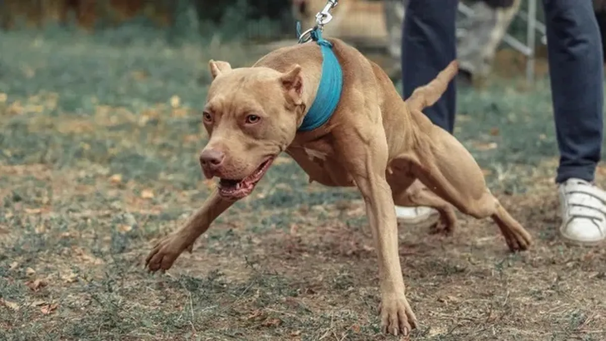 El pitbull que atacó a una mujer y a otro perro permanece en caniles municipales mientras buscan a su dueño. El pitbull que atacó a una mujer y a otro perro permanece en caniles municipales mientras buscan a su dueño.