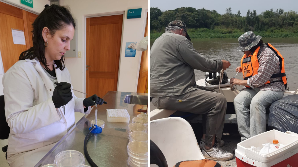Las muestras a estudiar fueron obtenidas en ecosistemas acuáticos de Santa Fe y la región. Las muestras a estudiar fueron obtenidas en ecosistemas acuáticos de Santa Fe y la región.