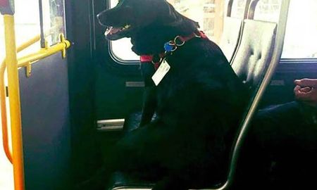 la historia de eclipse, la perra que viaja sola en colectivo para ir a jugar al parque la historia de eclipse, la perra que viaja sola en colectivo para ir a jugar al parque
