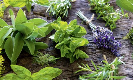 Descubrí las plantas que perfuman tu hogar y ahuyentan a los insectos. Descubrí las plantas que perfuman tu hogar y ahuyentan a los insectos.