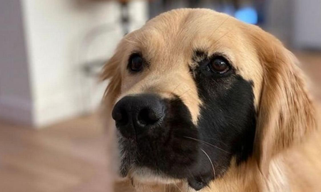 Enzo Viola, el perro que se volvió viral por una mutación genética Enzo Viola, el perro que se volvió viral por una mutación genética