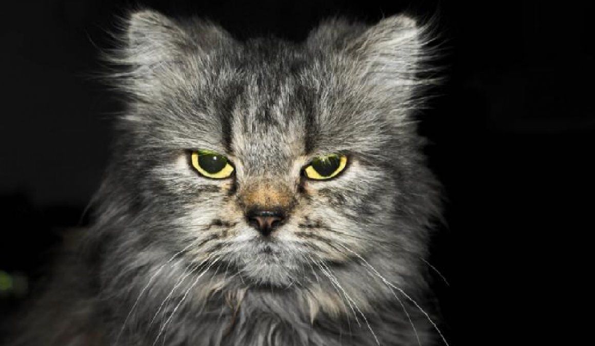 Cuáles son las 5 cosas que los gatos odian de los humanos