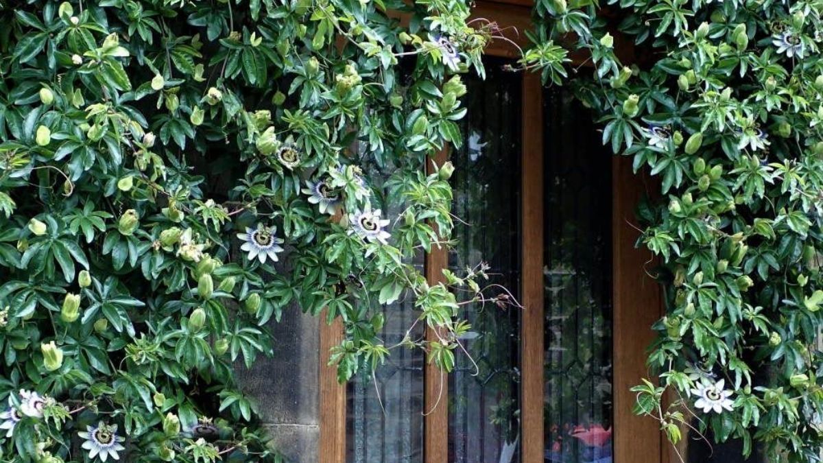 Una planta ideal para llenar de vida el jardín en primavera.