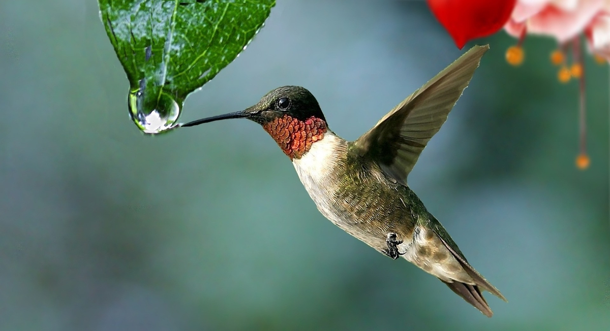 Los colibrís son conocidos por sus maravillosos significados.