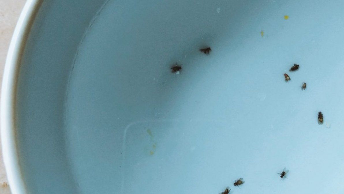 Estos insectos pueden ser muy molestos cuando estás en tu cocina.