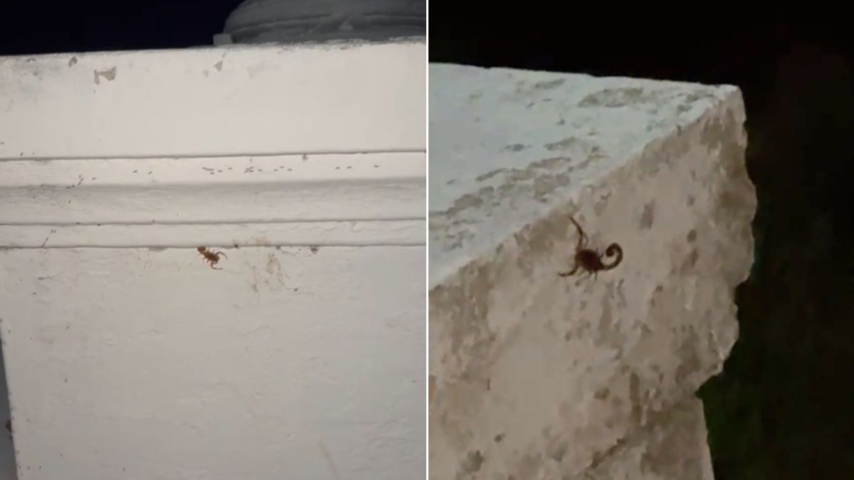 Imágenes registradas por vecinos dan cuenta de la aparición de alacranes en la zona de la Costanera Oeste