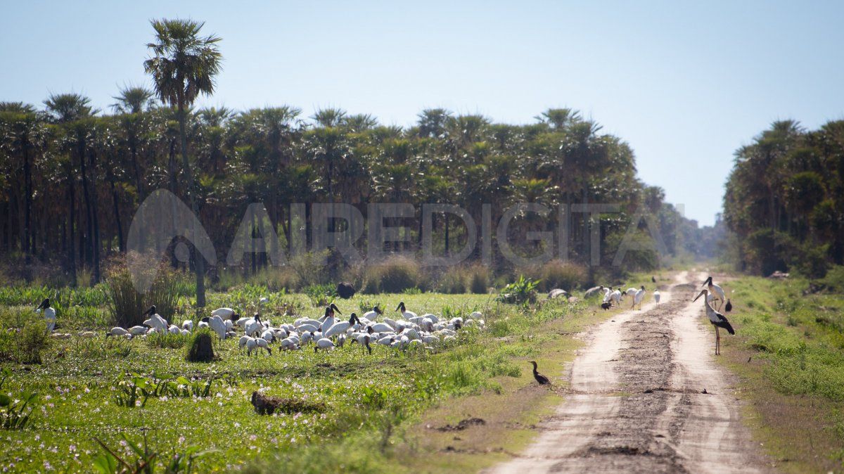 Bajo Vénica: esteros, palmeras, una rareza y una leyenda en el noreste santafesino