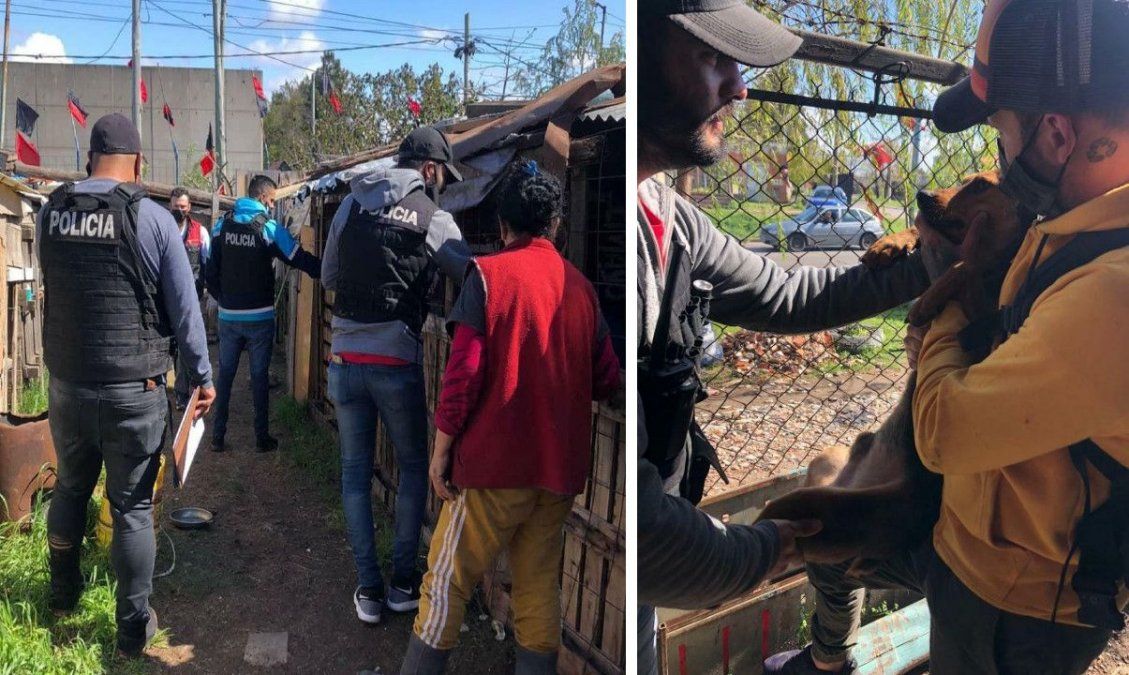 Decía ser proteccionista de animales: tenía cachorros muertos y en estado de putrefacción