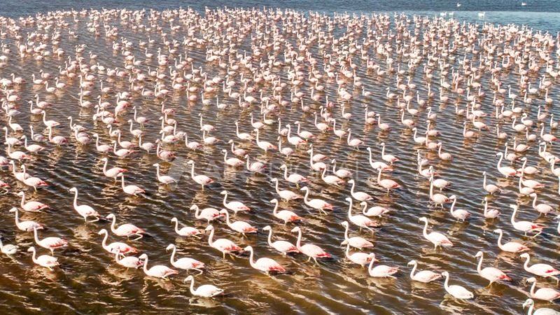 La densidad de flamencos que puede encontrarse en la laguna A&ntilde;apir&eacute; sorprende.