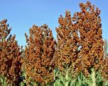 Sorgo para silaje: qué híbridos rindieron más en el ensayo 2025/26 de INTA Rafaela Sorgo para silaje: qué híbridos rindieron más en el ensayo 2025/26 de INTA Rafaela