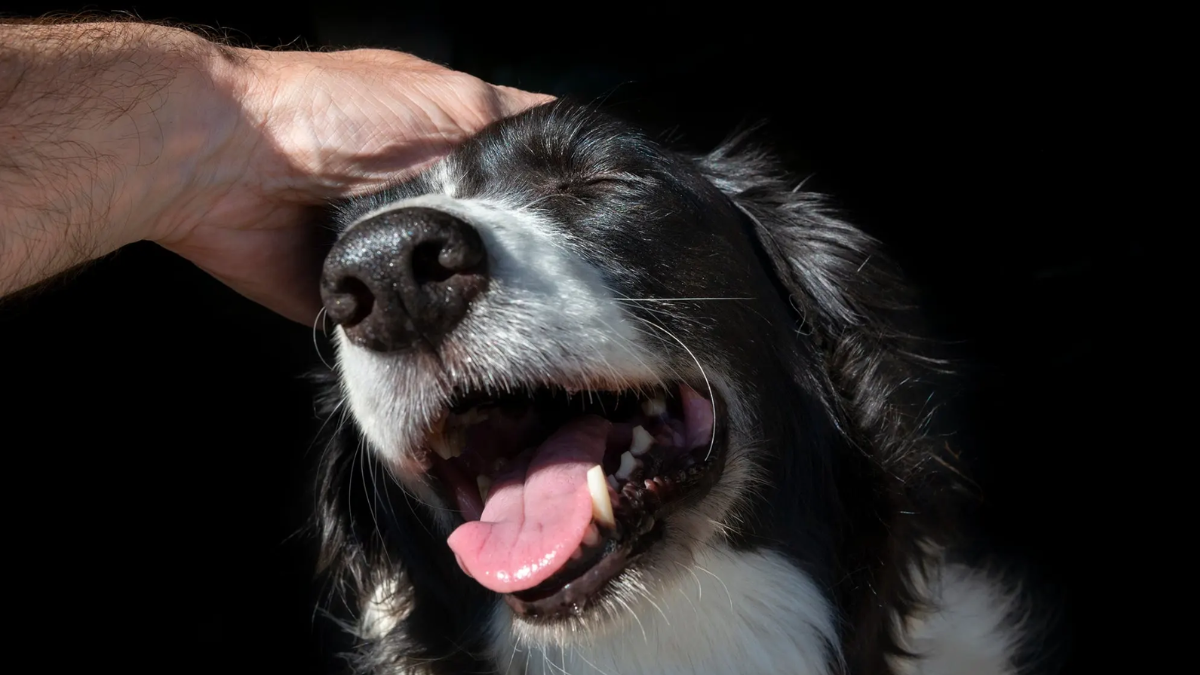 Qué significa acariciar a un perro y de qué manera este hábito estabiliza la salud emocional. Qué significa acariciar a un perro y de qué manera este hábito estabiliza la salud emocional.